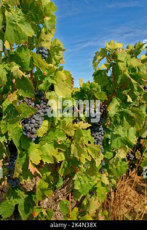 Black grapes ready for picking. Stock Photo