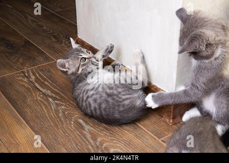 Kitten attacks another kitten in the room close up Stock Photo