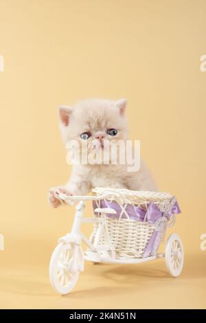 A cream exotic kitten sits in a toy bicycle on a beige background. Funny Persian kitten on a colored background Stock Photo