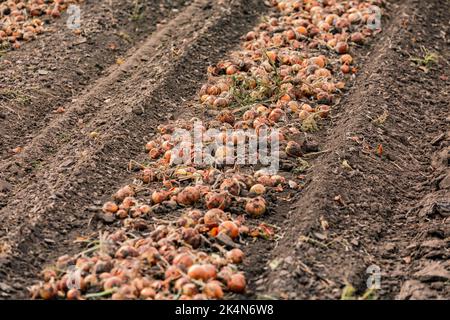 A lane with hollows in a field is filled with onions after the autumn harvest Stock Photo