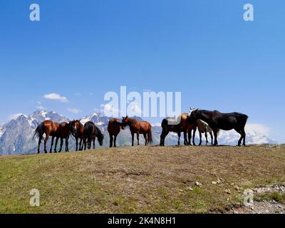 Horses at the Koruldi lakes, beautiful view of Great Caucasus mountains close to Mestia in Upper Svaneti, Georgia. High quality photo Stock Photo