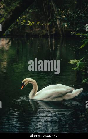Swan floating in the water of a calm lake surrounded by vegetation Stock Photo