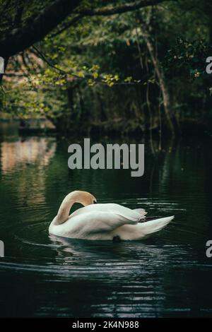 Swan floating in the water of a calm lake surrounded by vegetation Stock Photo