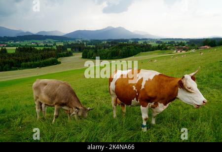 cows grazing on the alpine meadows of the scenic Rueckholz district in the Bavarian Alps in Ostallgaeu, Bavaria, Germany Stock Photo