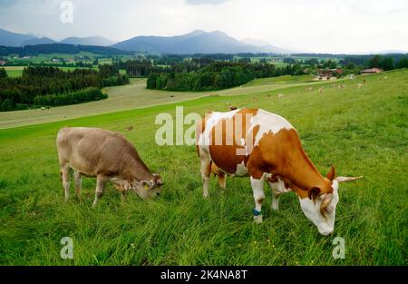 cows grazing on the alpine meadows of the scenic Rueckholz district in the Bavarian Alps in Ostallgaeu, Bavaria, Germany Stock Photo