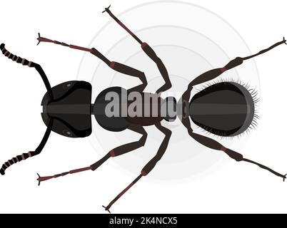 Black ant, illustration, vector on a white background. Stock Vector