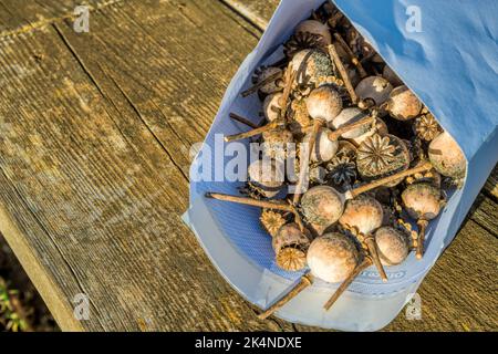 Poppy heads collected to harvest the seed either to replant of for culinary use. Stock Photo