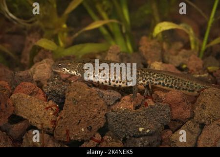 Closeup on an aquatic adult female Italian newt, Lissotriton italicus underwater Stock Photo
