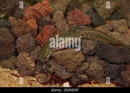 Closeup on an aquatic adult female Italian newt, Lissotriton italicus underwater Stock Photo