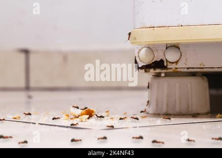 sweet ants eating sugar and crumbs on the floor, climbing on an old fridge, dirty kitchen, need for home detection Stock Photo