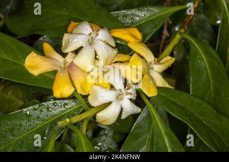 Cluster of yellow and white perfumed flowers of Hymenosporum flavum, Australian native frangipani tree, on background of dark green leaves Stock Photo