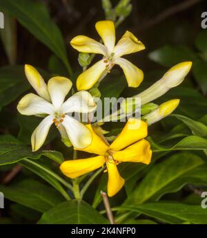 Cluster of yellow and white perfumed flowers of Hymenosporum flavum, Australian native frangipani tree, on background of dark green leaves Stock Photo