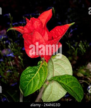 Stunning vivid red flowers and bracts and green leaves of rare plant, Ruellia chartaceae,Red Shrimp Plant, on dark green background Stock Photo