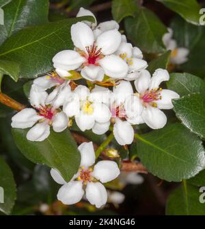 Cluster of white perfumed flowers of Rhaphiolepsis indica, Indian Hawthorn, an evergreen shrub, against glossy green leaves, in Australia Stock Photo