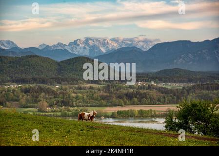 A single brown and white horse standing on the shore of a body of water in the background of a mountain range Stock Photo
