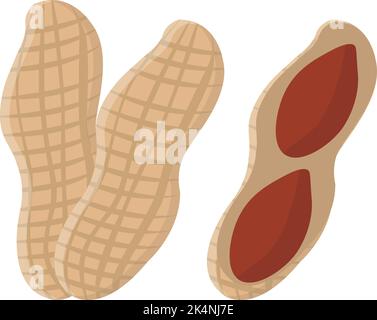 Peanut in shell, illustration, vector on a white background. Stock Vector
