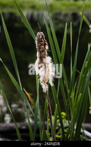 Cattail with grass and pond in background Stock Photo