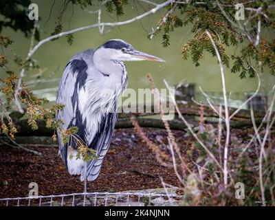 Grey Heron Standing on One Leg Stock Photo