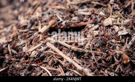 Red Wood Ants Working on their Nest