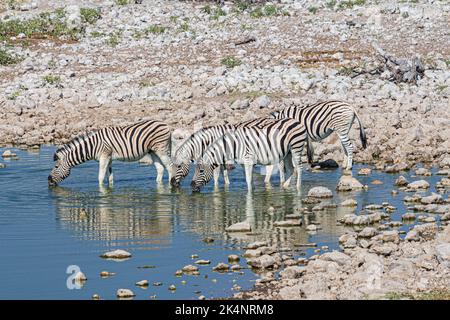 A herd of Hartmann's mountain zebra in the Etosha Nation Park Namibia drinking at a waterhole Stock Photo