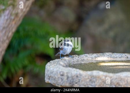 A chestnut-backed chickadee perched on the edge of a granite birdbath in Bremerton, Washington. Stock Photo