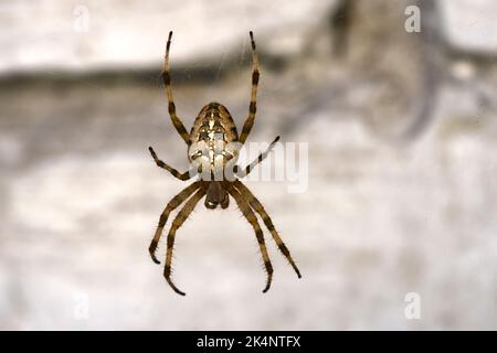 Cross spider that hanging on spider's web thread on light background. Stock Photo