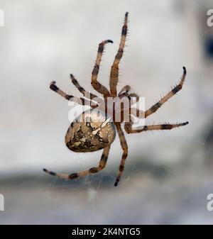 Cross spider that hanging on spider's web thread on light background. Stock Photo