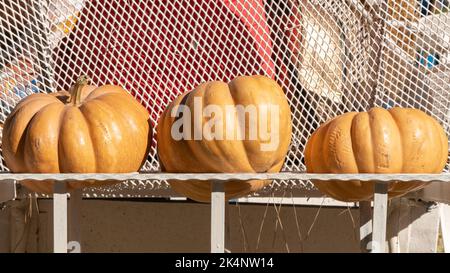 Three pumpkins on a white stand, autumn harvest Stock Photo