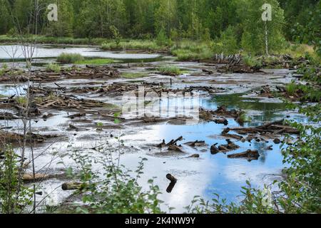 Dry trees in swamps against a blue sky with clouds. Dead trees in the swamp, in the forest. Cloudy sky in a forest with a swamp. Dry tree trunks in the swamp. Stock Photo