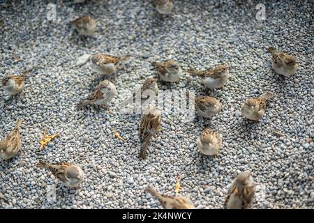 A flock of house sparrows (Passer domesticus), Berlin, Germany, Europe Stock Photo