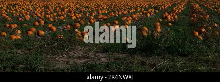 Rows of ripe orange pumpkins with foliage ready to be harvested Stock Photo