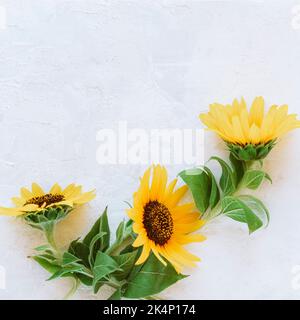 Three yellow sunflowers on white textured background. Top view, flat lay, copy space. Stock Photo