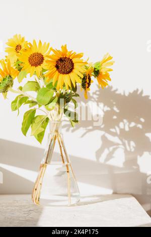 Bouquet of sunflowers in glass vase against white wall in sunlight. Closeup. Stock Photo
