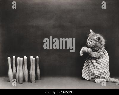 A kitten plays ten pin bowling in a photograph named, 'Ten pins' by Harry Whittier Frees Stock Photo