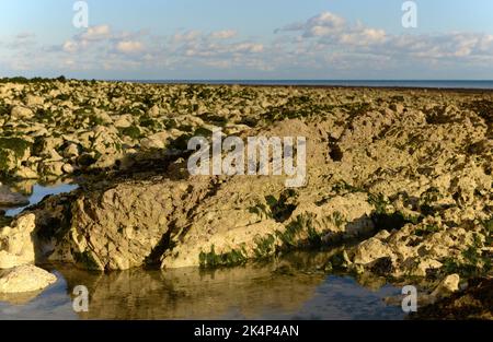 Eroded chalk rock formations with seaweed on the beach at Birling Gap ...