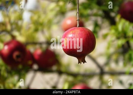 Red ripe pomegranate fruit on tree branch in the garden. Colorful image with place for text, close up. Rosh-haShana - Israeli New Year symbol Stock Photo
