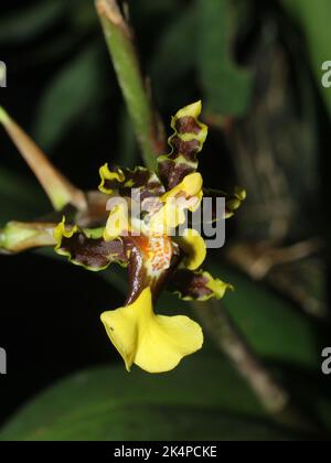 Close-up on the flower of the neotropical orchid Oncidium bracteatum Stock Photo