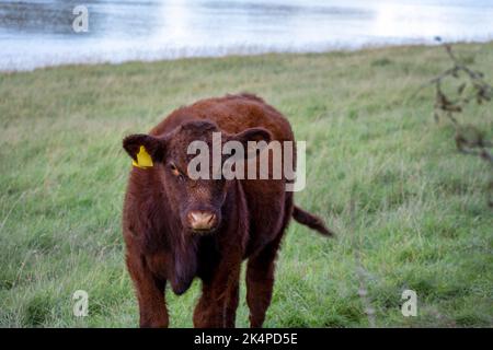 Brown calf in a field on the bank of a river Stock Photo