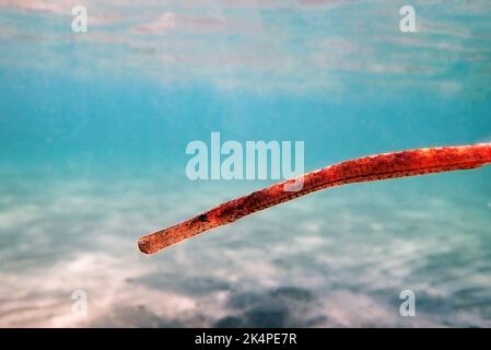 Underwater image in to the Mediterranean sea of Broadnosed pipefish - (Syngnathus typhle) Stock Photo