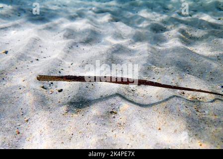 Underwater image in to the Mediterranean sea of Broadnosed pipefish - (Syngnathus typhle) Stock Photo