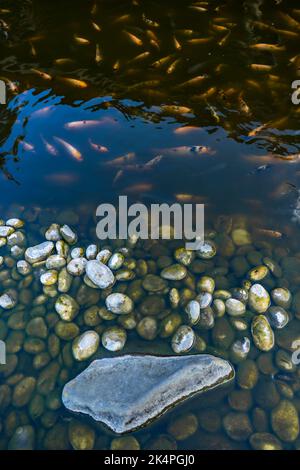 Indonesian catfish are scrambling to eat in a farming pond. Beautiful wild catfishes eating feed in ponds Stock Photo