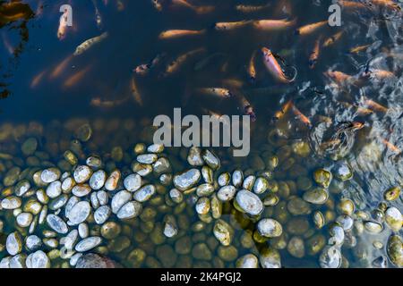 Indonesian catfish are scrambling to eat in a farming pond. Beautiful wild catfishes eating feed in ponds Stock Photo