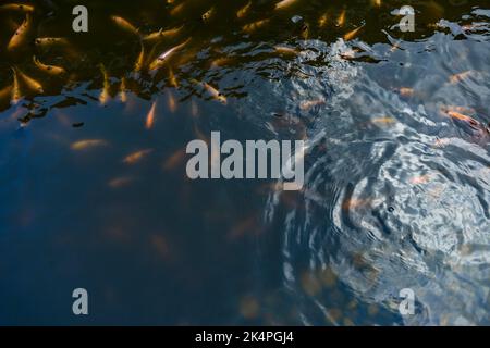 Indonesian catfish are scrambling to eat in a farming pond. Beautiful wild catfishes eating feed in ponds Stock Photo