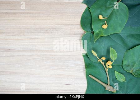 Creative layout of paulownia leaves and dried fruit in autumn on the table. Flat lay neutral space concept. Great for presentation slide background. Stock Photo