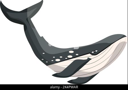 Killer whale, illustration, vector on a white background. Stock Vector