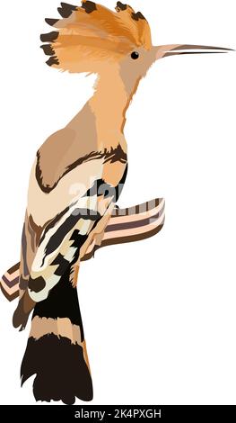 Hoopoe bird, illustration, vector on a white background. Stock Vector