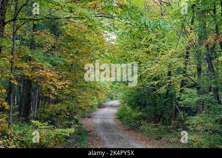 A wilderness logging road in the Adirondack Mountains, NY USA in early autumn with leaves turning colors Stock Photo