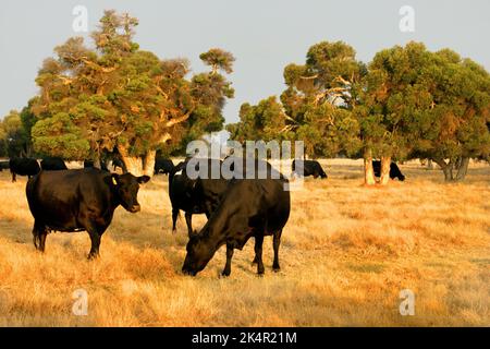 Cows grazing on farmland, Pinjarra, Southwest Australia Stock Photo