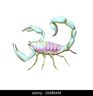 Illustration of scorpion in watercolor style isolated on white background. Detailed color drawing Stock Photo