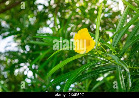 Yellow oleander flower on tree with green leaves Stock Photo